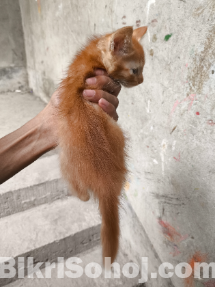 Persian mix breed